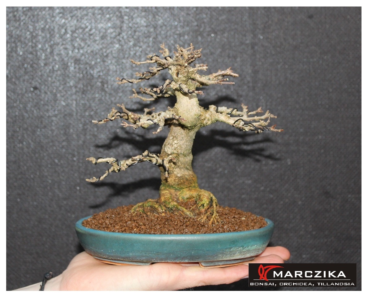 shohin bonsai, bonsai, premna japonica, bonsai átültetés, lombtalan bonsai, Lombtalan shohin bonsai, bonsai átültetés után, shohin méretű Premna japonica.